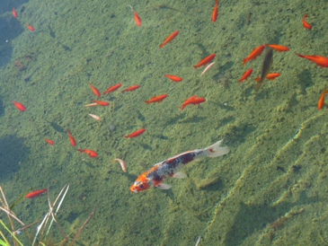 Poissons du jardin aquatique